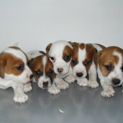 Vendita cucciolo di Jack Russel Terrier