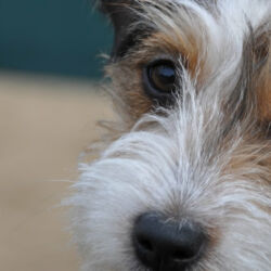 Vendita cucciolo di Jack Russel Terrier