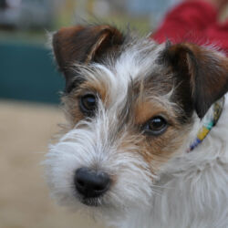 Vendita cucciolo di Jack Russel Terrier