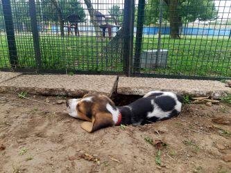 Bauhouse Monza cuccioli Beagle 3