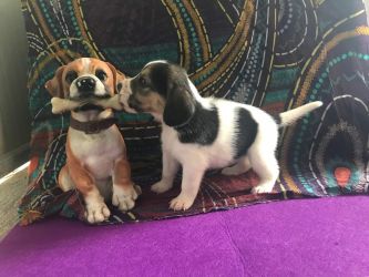 Bauhouse Monza cuccioli Beagle
