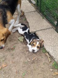 Bauhouse Monza cuccioli Beagle