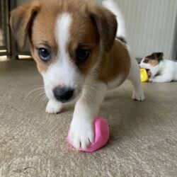Jack Russel Terrier cuccioli Bauhouse Monza