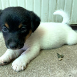 Jack Russel Terrier cuccioli Bauhouse Monza