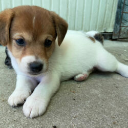 Jack Russel Terrier cuccioli Bauhouse Monza