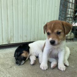 Jack Russel Terrier cuccioli Bauhouse Monza