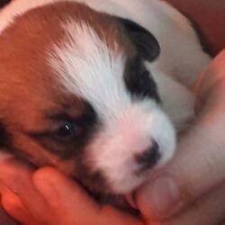 Bauhauose-allevamento-cani-cuccioli-Jack-Russell-2