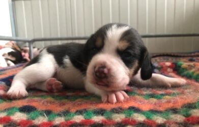 Bauhouse-Monza-cuccioli-beagle-7