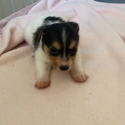 Bauhauose-allevamento-cani-cuccioli-18