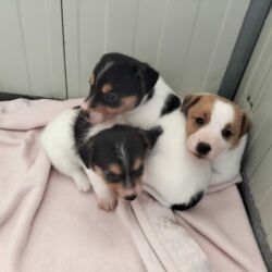 Bauhauose-allevamento-cani-cuccioli-19