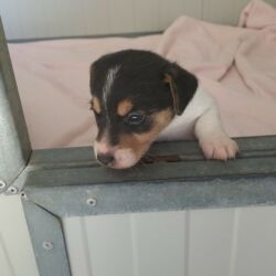 Bauhauose-allevamento-cani-cuccioli-20