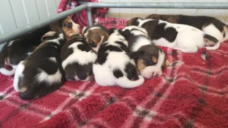 Bauhouse-Monza-cuccioli-beagle-3