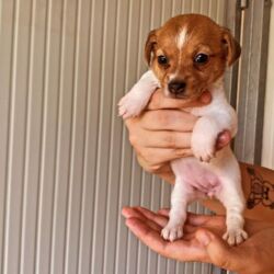 Bauhouse-Monza-cuccioli-Jack-Russell-Terrier1