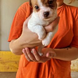 Bauhouse-Monza-cuccioli-Jack-Russell-Terrier2