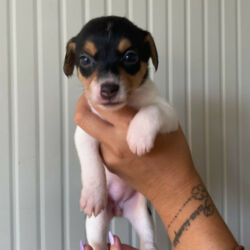 Bauhouse-Monza-cuccioli-Jack-Russell-Terrier